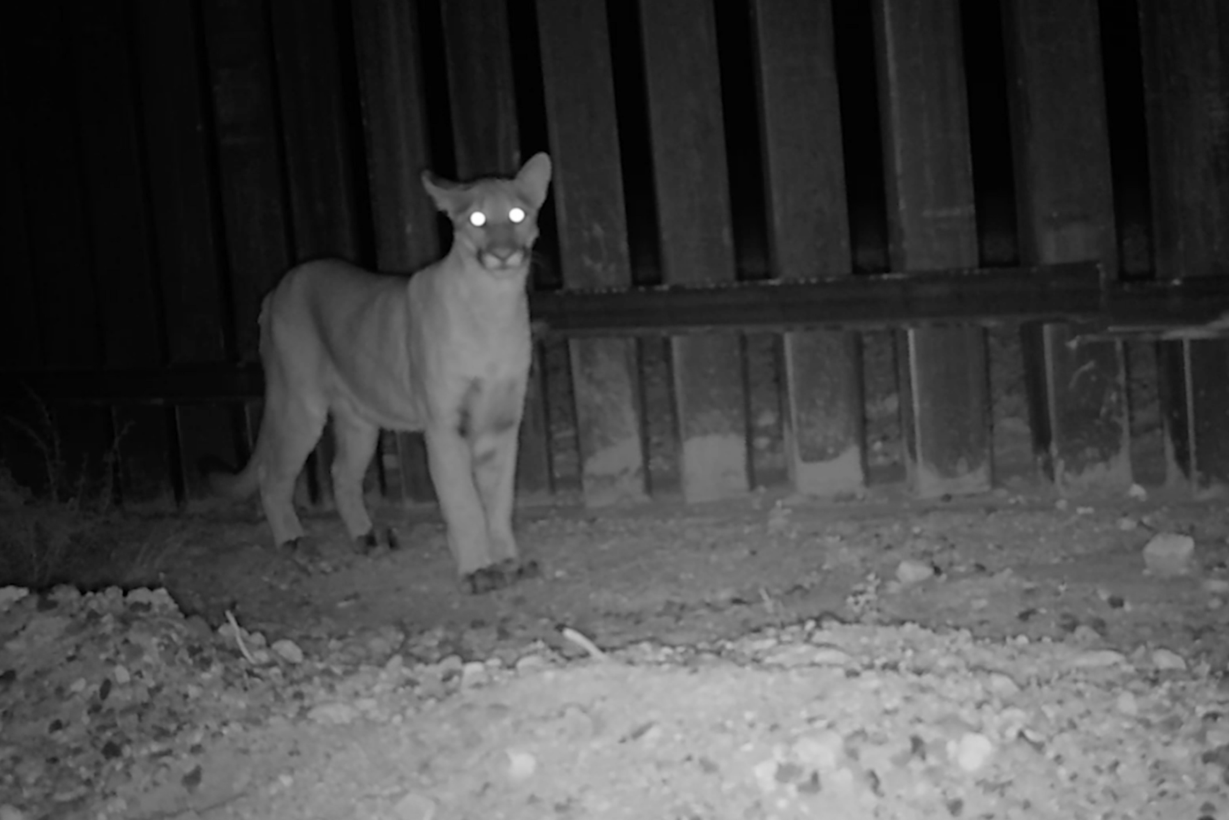border wall puma